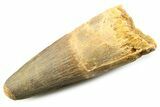 Fossil Spinosaurus Tooth - Feeding Worn Tooth #357694-1